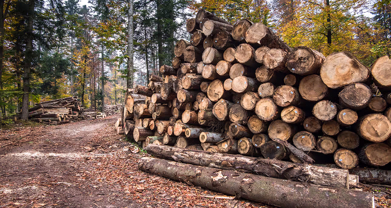 creation de jardin paysagiste patrick andré